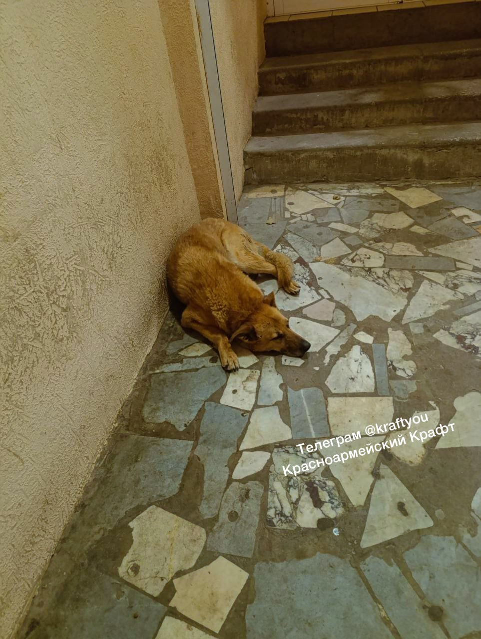 Пес